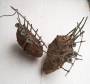 1.kinetics:kartoffel_knoblauch_bat.jpg