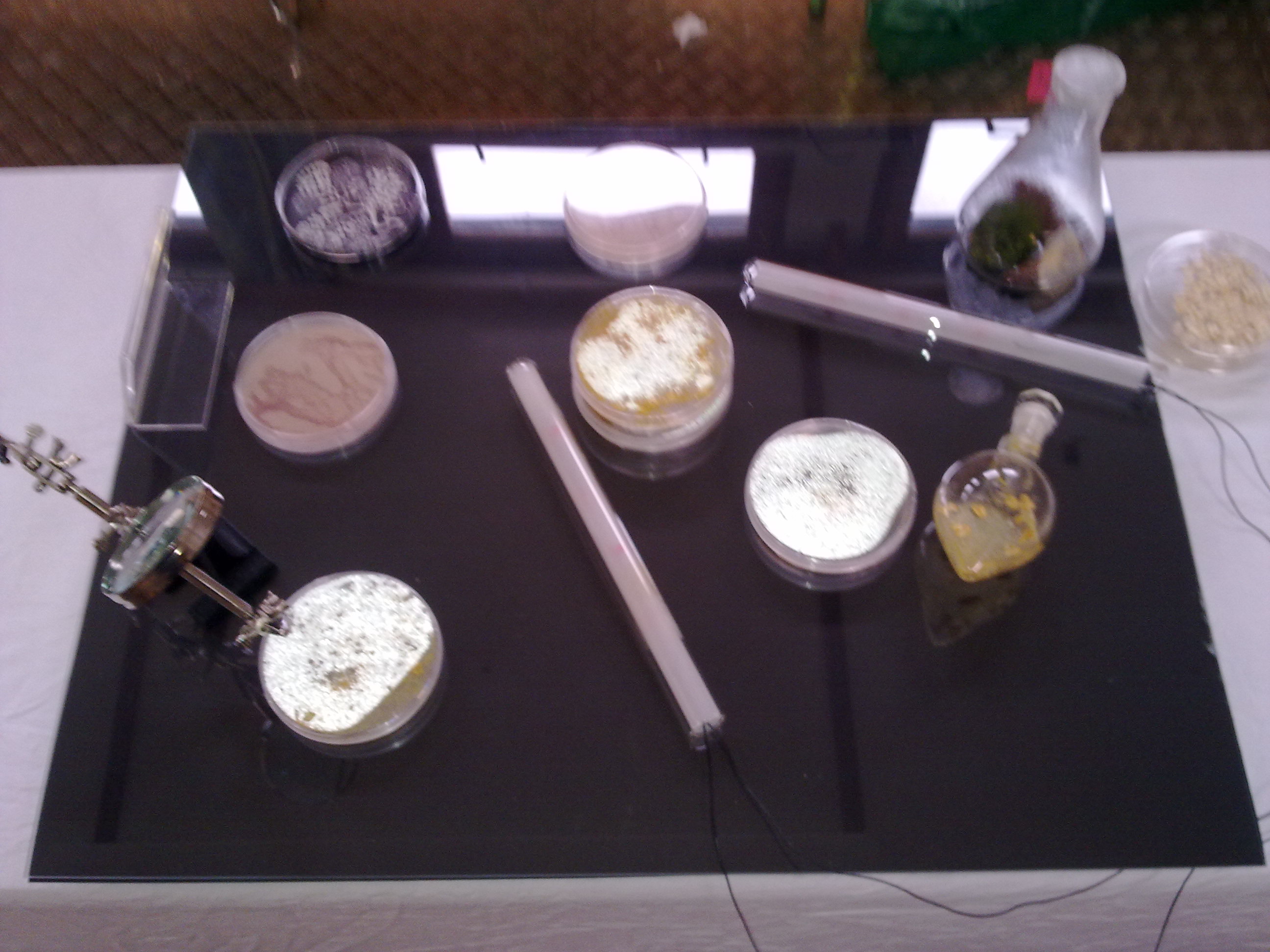 timeline:2010:2010110109-eleonpore-kochen-herd-schleimpilze:28102010221.jpg
