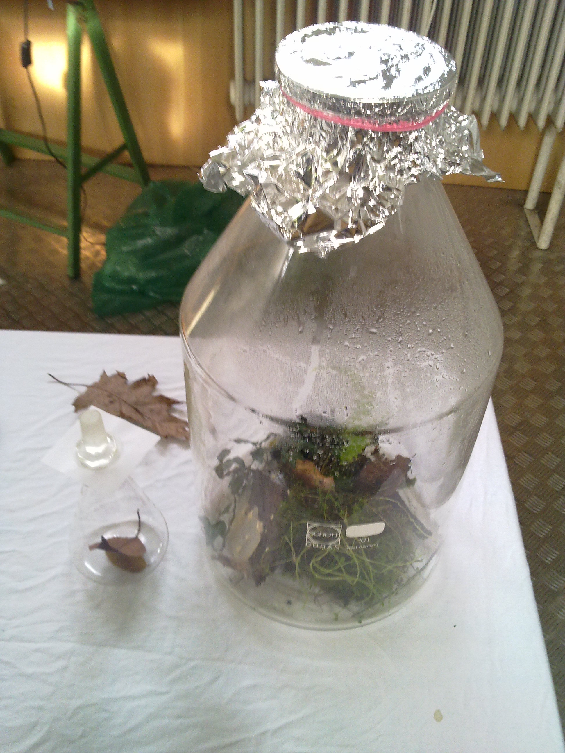 timeline:2010:2010110109-eleonpore-kochen-herd-schleimpilze:28102010222.jpg