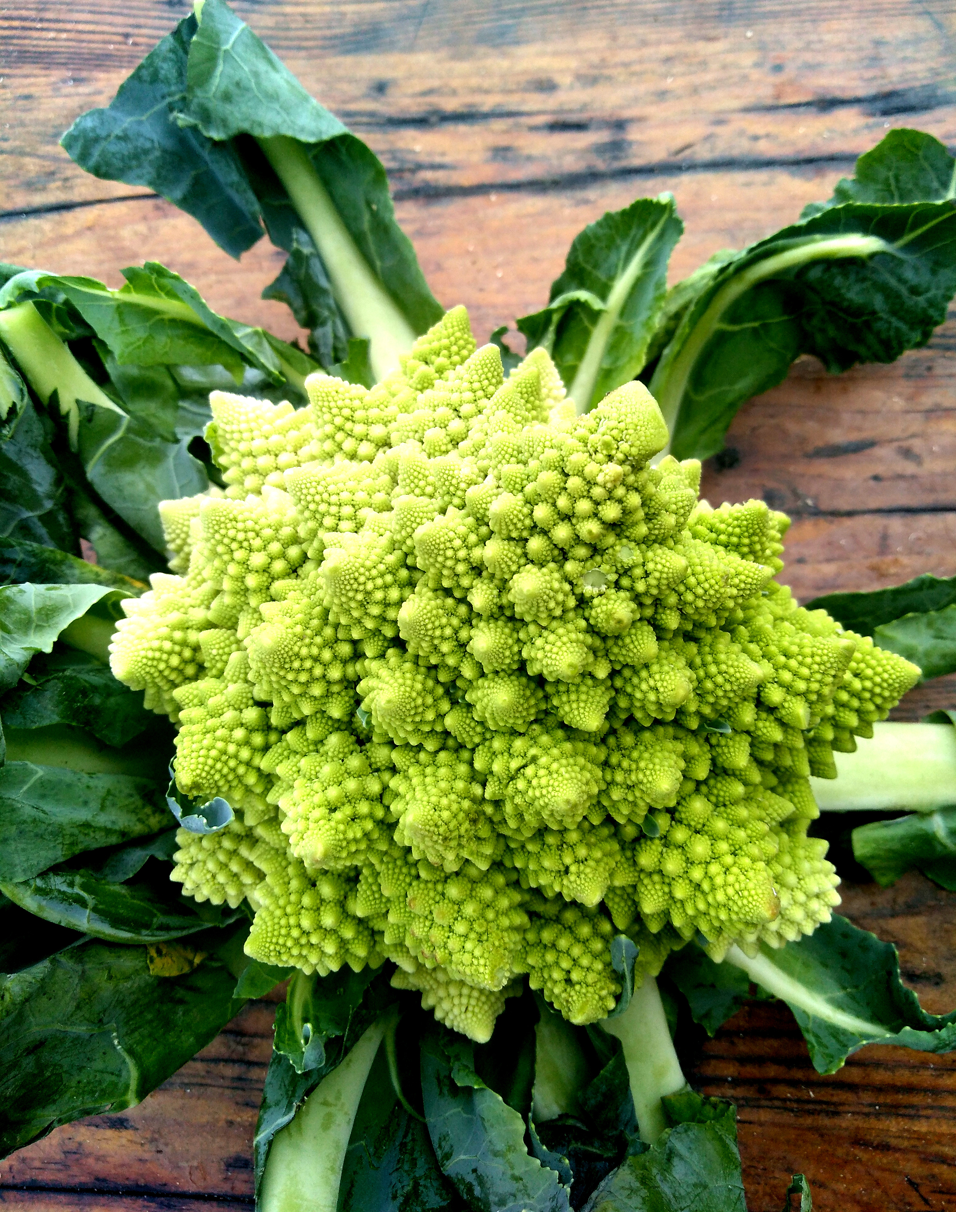 romanesco_fx2.jpg